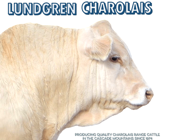 Lundgren Charolais